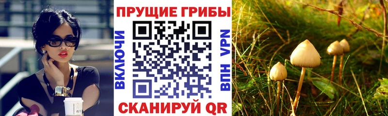 где можно купить наркотик  Багратионовск  Псилоцибиновые грибы Psilocybine cubensis 